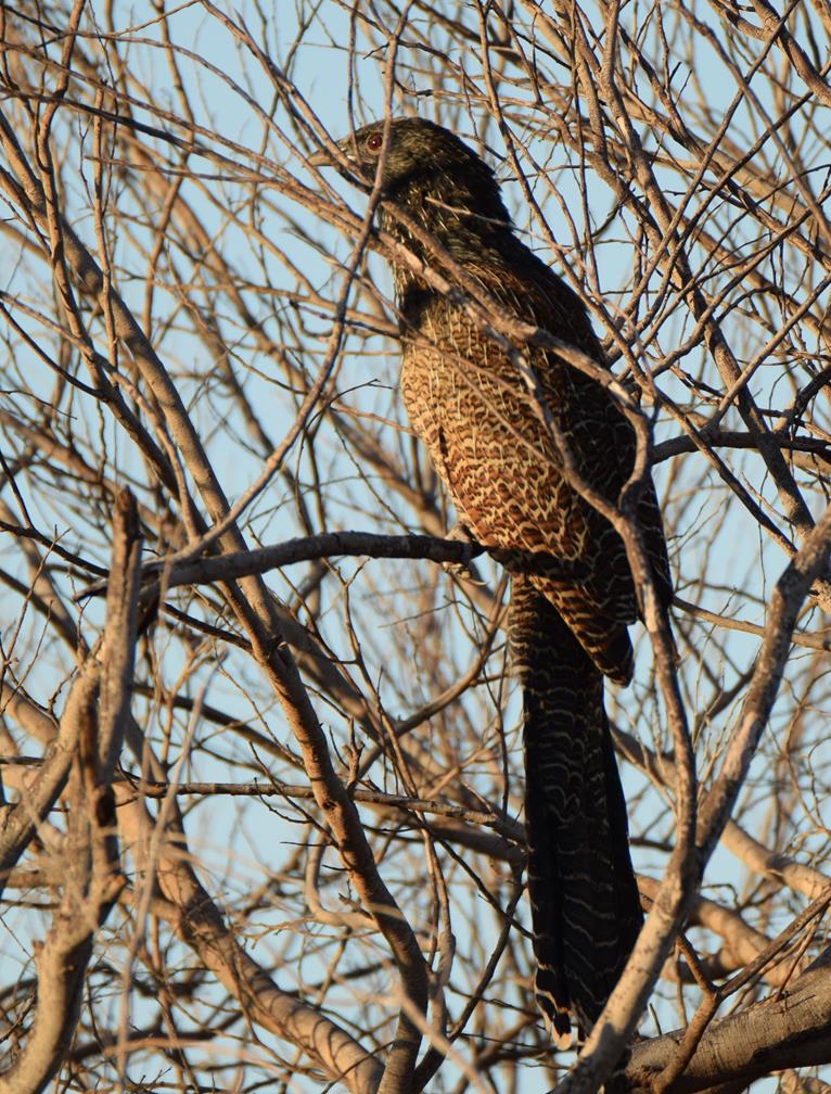 Pheasant Coucal-006.JPG